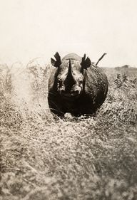 A rhinoceros charges