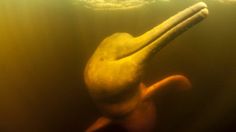 A Pink River Dolphin