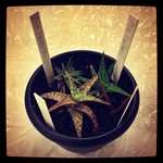 @plantweenie gave me pups from Aloes she grew for my birthday. What a great gift! And she made cupcakes! She rocks.
