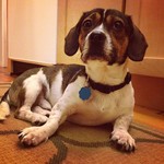 And the face of one who did not get any pot roast.