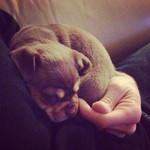 The opportunity to play with a whole litter of puppies presented itself tonight. Um, YES PLEASE.