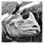 The rhino on Thursday.