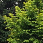 'Ogon' dawn redwood, planted for a friend about 4 years ago and pretty spindly. Now it's over a story tall and amazing!
