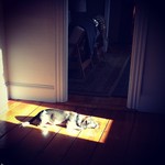 Gratuitous dog/sunbeam.