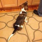 Transfixed by pot roast.