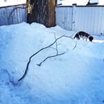 Tired of peeing at the base of the drift, Artie decides it's time to pee at the top of the 5 foot snowbank.