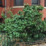 Constellations of horticultural landmarks my life is oriented around: there is a rare plant of the shrubby, adult form of ivy on St. Stephen Street in Boston, near Northeastern. (Vining ivy is the juvenile form, but most tend never to "mature.")