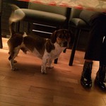 Seconds day. Thanksgiving is Christmas for dogs.