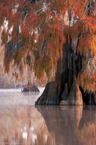 Autumn in Louisiana,