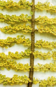 Espaliered Ginkgo