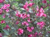 Weigela
