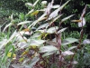 Persicaria