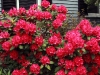 Rhododendron