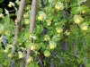 Lonicera