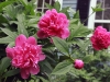 Paeonia