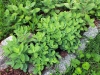 Sedum