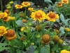 Gaillardia