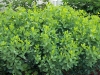 Baptisia