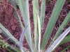 Yucca