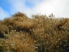 Rabbit brush