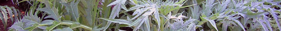 Marginals: Cynara cardunculus