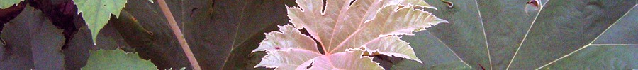 Marginals: Tetrapanax papyrifer