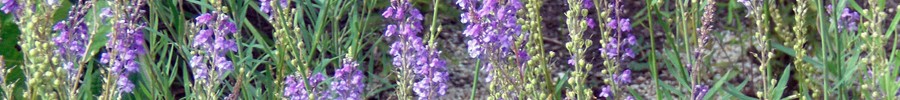Plant Review: Linaria purpurea