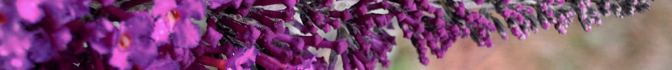 Plant Review: Buddleia ‘Black Knight’