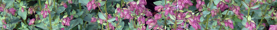 Plant Review: Origanum laevigatum ‘Pilgrim’