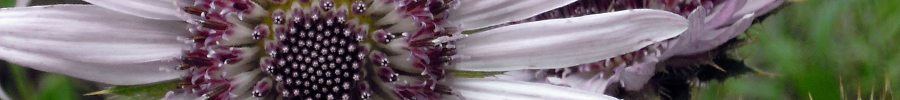 Berkheya purpurea