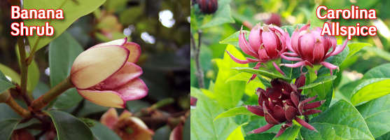 Banana Shrub and Carolina Allspice
