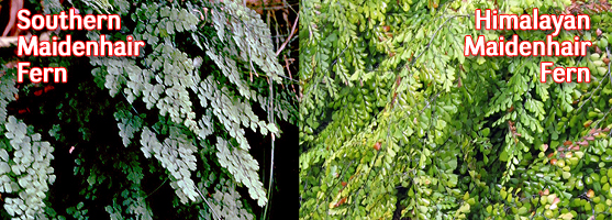 Southern Maidenhair Fern and Himalayan Maidenhair Fern