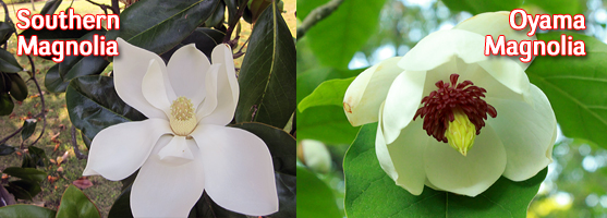 Southern Magnolia and Oyama Magnolia