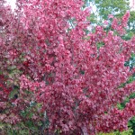 Why not plant native red maple (Acer rubrum) instead of invasive Norway maple?