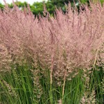 'Karl Foerster' feather reed grass (Calamagrostis acutiflora) is even better than miscanthus.