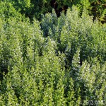 Like baby's breath, but find it weedy? Try calamint (Calamintha nepeta), a fragrant alternative.