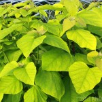 Catalpa 'Aurea' is a colorful, hardy alternative to banana.