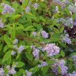 'Marie Bleu' ceanothus beats the pants off everyday spirea.