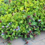 Tired of weedy forget-me-not? Try multiseason star plumbago (Ceratostigma plumbaginoides).