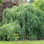 Weeping willow can be messy. Weeping katsura (Cercidiphyllum japonicum 'Pendula') is prim and proper.