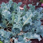 Agave can't hack the outdoors in cold, wet zones, but I love sea kale (Crambe maritima).
