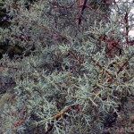 Arizona cypress (Cupressus arizonica) makes a great alternative to blue spruce for dry places.
