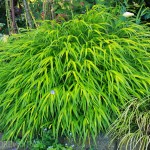 Always wanted a bamboo grove but don't have the real estate? Plant one in miniature with Japanese forest grass (Hakonechloa macra).