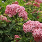 Invincibelle Spirit smooth hydrangea is bubble-gum pink and tougher than its French cousins.