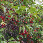 English holly can be weedy and unhardy. Longstalk holly (Ilex pedunculosa) makes a great alternative.
