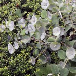 Japanese honeysuckle is horribly invasive, but 'Kintzley's Ghost' honeysuckle is a stunning cultivar of a U.S. native.