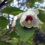 Oyama magnolia (Magnolia sieboldii) has amazing flowers, and unlike big southern magnolia, it's hardy and fits well into gardens of all sizes.