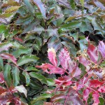 Tired of pachysandra? Try creeping mahonia (Mahonia repens), even in super-dry climates.