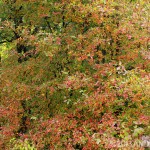 Tupelo (Nyssa sylvatica) is a North American native that makes me wonder why anyone would plant callery pear.