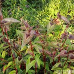 Tired of digging up those cannas where they're not hardy? Try 'Red Dragon' fleece flower (Persicaria microcephala).